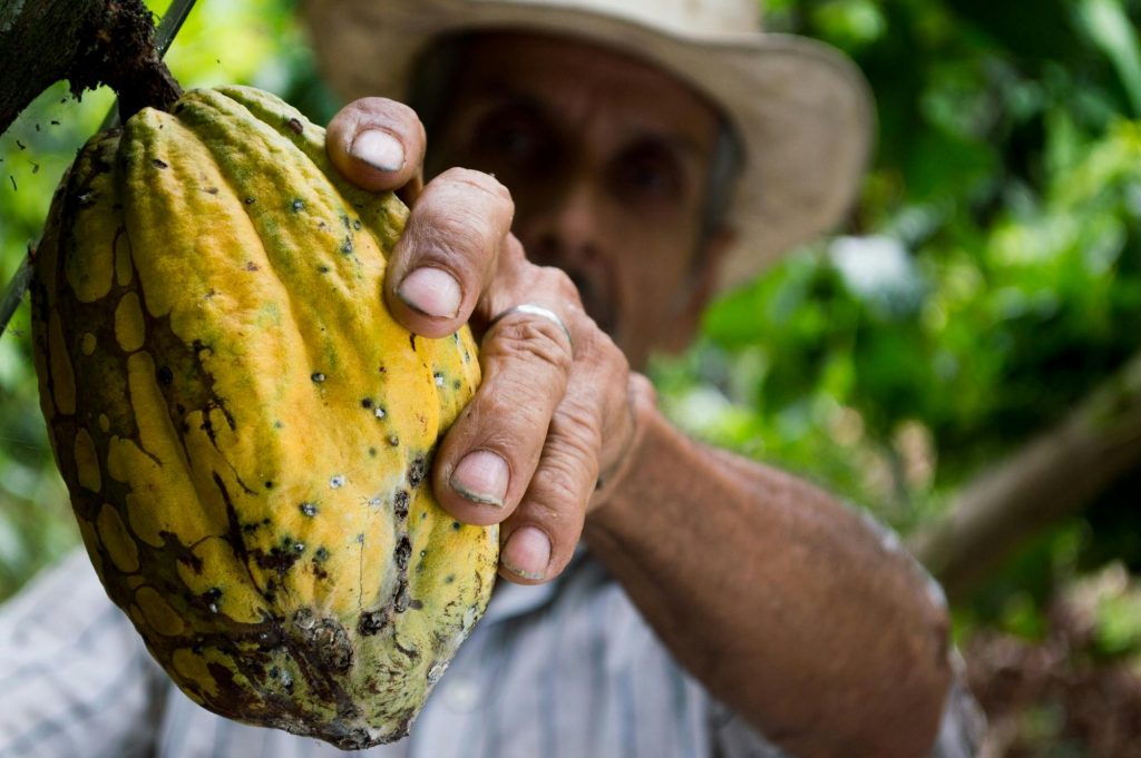 Logística en la cadena de suministro del cacao